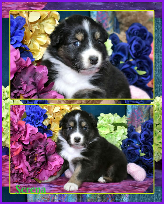 Desert Willow Aussies