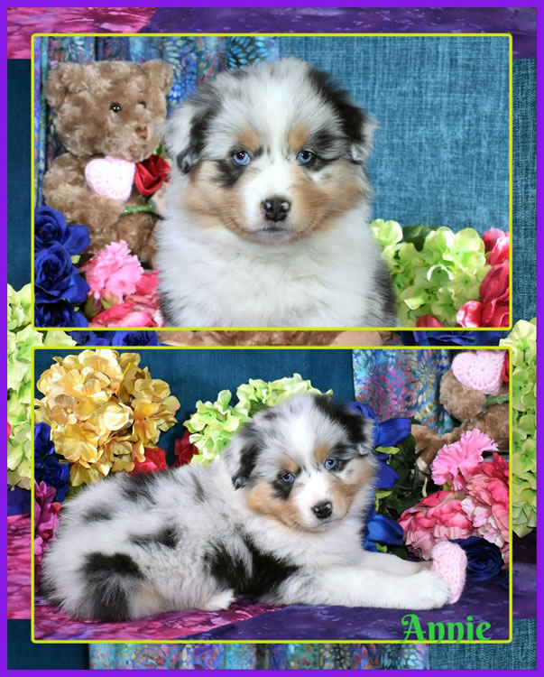 Desert Willow Aussies